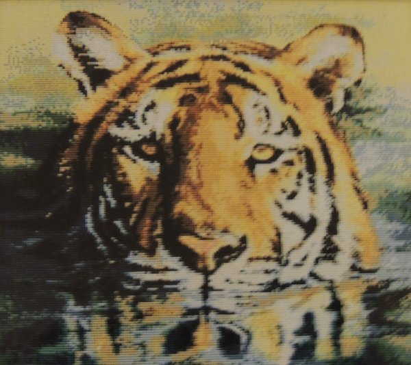Tiikeri uimassa